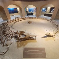 Fossil & Climate Change Museum, Wadi Al-Hitan