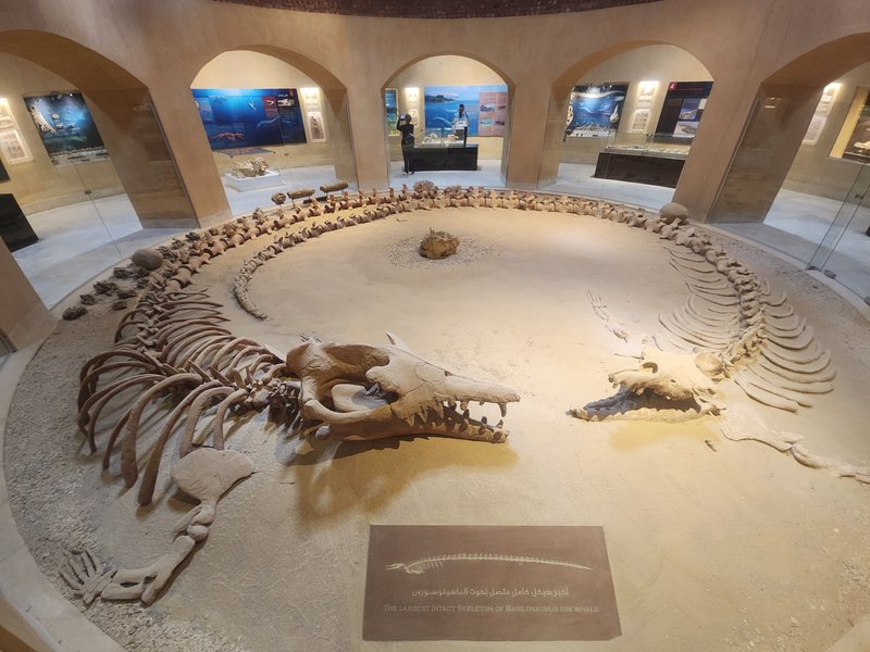 Fossil & Climate Change Museum, Wadi Al-Hitan