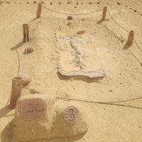 Sirenia fossil, Wadi Al-Hitan