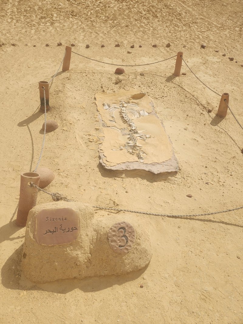 Sirenia fossil, Wadi Al-Hitan