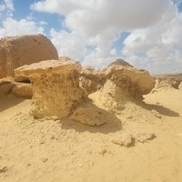 Mangroves fossils, Wadi Al-Hitan