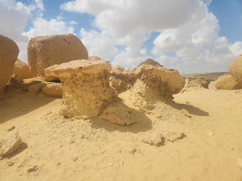 Mangroves fossils, Wadi Al-Hitan