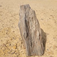 Fossilized wood, Gebel Qatrani Area, Lake Qaroun