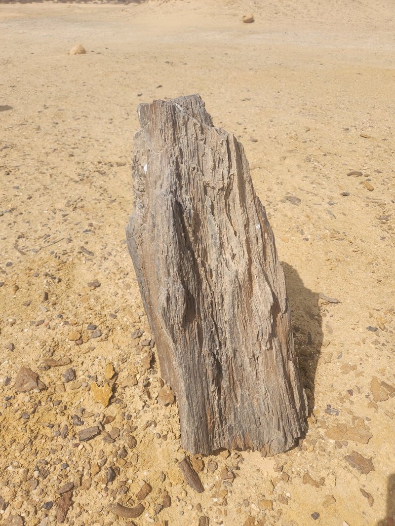 Fossilized wood, Gebel Qatrani Area, Lake Qaroun