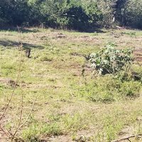 Pantanal Capybara