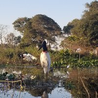 Pantanal Bird