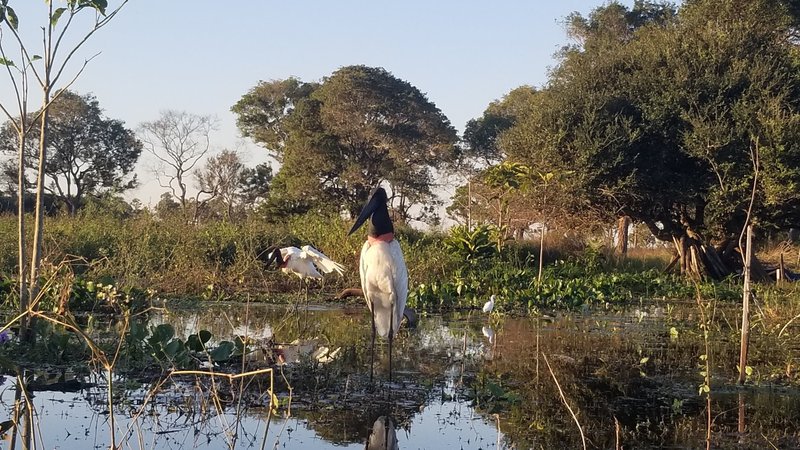 Pantanal Bird