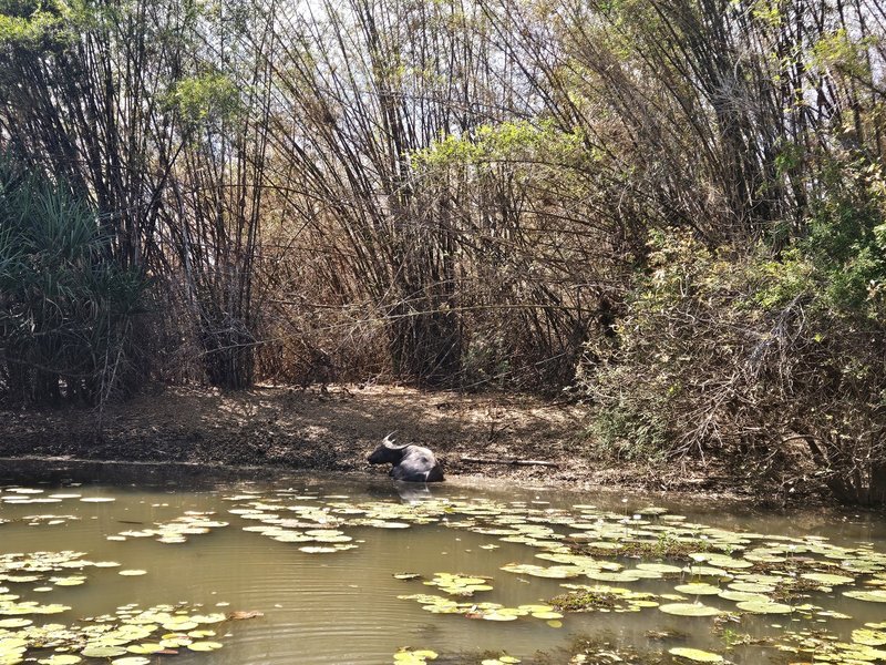 Water Buffalo