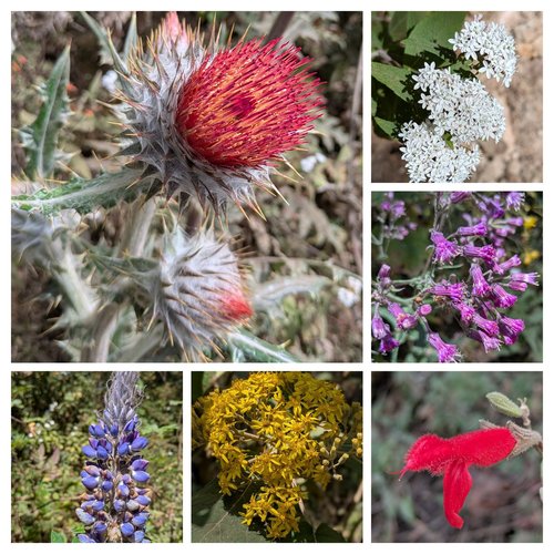 Some of the local flowers seen on the hike to the butterfly sanctuary, Sierra Chincua. These flowers attract some hummingbirds that I saw.