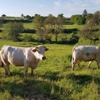 Le Charolais-Brionnais by Argo