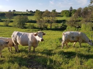 Le Charolais-Brionnais by Argo