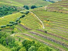 Alto Douro by Frederik Dawson