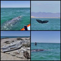 Whale Sanctuary of El Vizcaino by Clyde