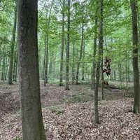 Primeval Beech Forests by Adrian Turtschi