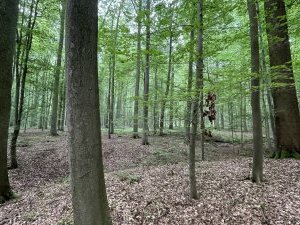 Primeval Beech Forests by Adrian Turtschi