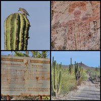 Rock Paintings of the Sierra de San Francisco by Clyde