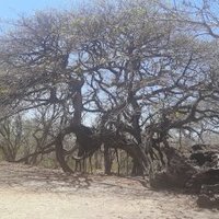 Guanacaste by Patrik