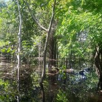 Central Amazon Conservation Complex by Patrik