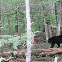 Great Smoky Mountains by Digits