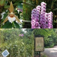Singapore Botanic Gardens  by Zoë Sheng