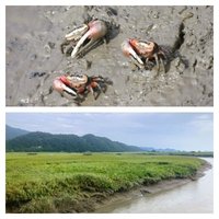 Getbol, Korean Tidal Flats by Els Slots