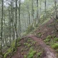 Primeval Beech Forests by Adrian Turtschi