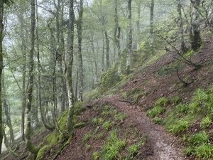 Primeval Beech Forests by Adrian Turtschi
