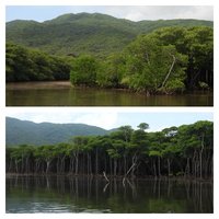 Amami-Oshima Island by Els Slots