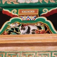 Nikko by Jgriffindor6