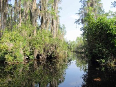 Okefenokee National Wildlife Refuge by Jay T