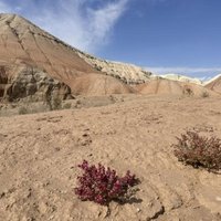 Cold winter deserts of Turan by Mihai Dascalu