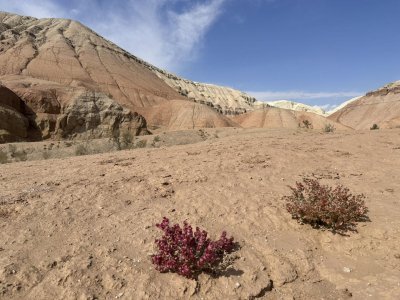 Cold winter deserts of Turan by Mihai Dascalu