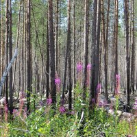 Laponia Taiga in Muddus NP
