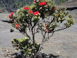 Hawaii Volcanoes by Jgriffindor6