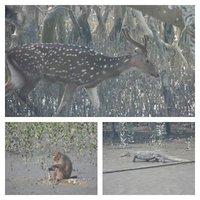 Sundarbans National Park by Els Slots