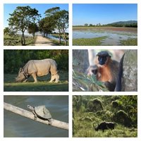 Kaziranga National Park by Els Slots