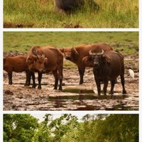 Odzala-Kokoua by Randi Thomsen