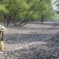 The Sundarbans by Solivagant