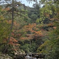 Itsukushima Shrine by Tony H.