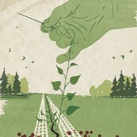 Green Belt by Kerstin Lange