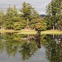 Hiraizumi by Lithobates