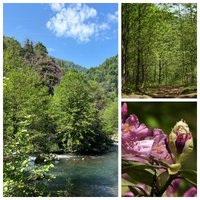 Colchic Rainforests and Wetlands by Els Slots