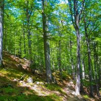 Primeval Beech Forests by J_neveryes