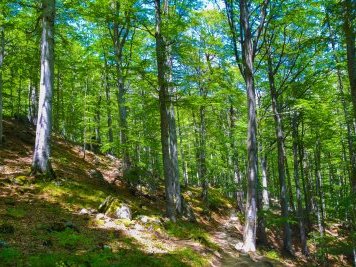 Primeval Beech Forests by J_neveryes