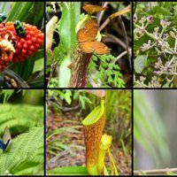 Mount Hamiguitan by Clyde