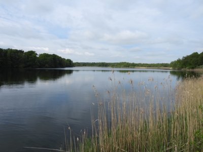 Green Belt by Lithobates