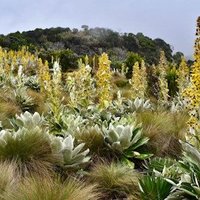Mount Kenya by Randi Thomsen
