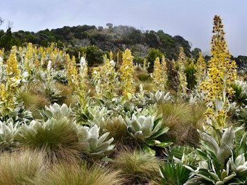 Mount Kenya by Randi Thomsen