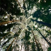 Crown Shyness Phenomenon at FRIM