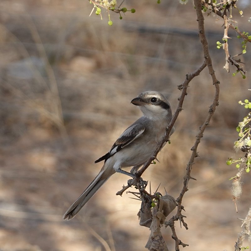 Curious grey shrike